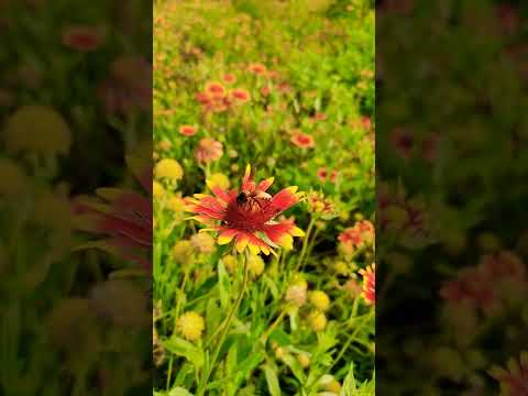 Honey Bee Slow motion video while pollination ( Short Clip)- Original