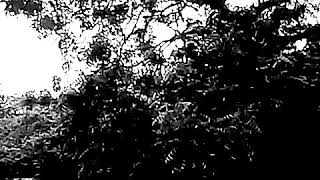 Janu Meri Jaanshann On Mouthorgan harmonicall