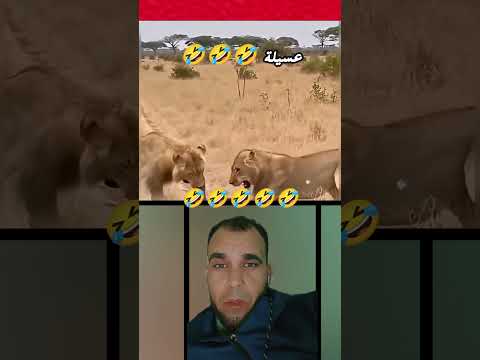 غرير العسل  ملك الغابة رياكشن عشقالطبيعه   عسيلة غرير العسل