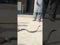 Saanp animals cobra naag kingcobra murliwala vlog snake lizards pythons jogi