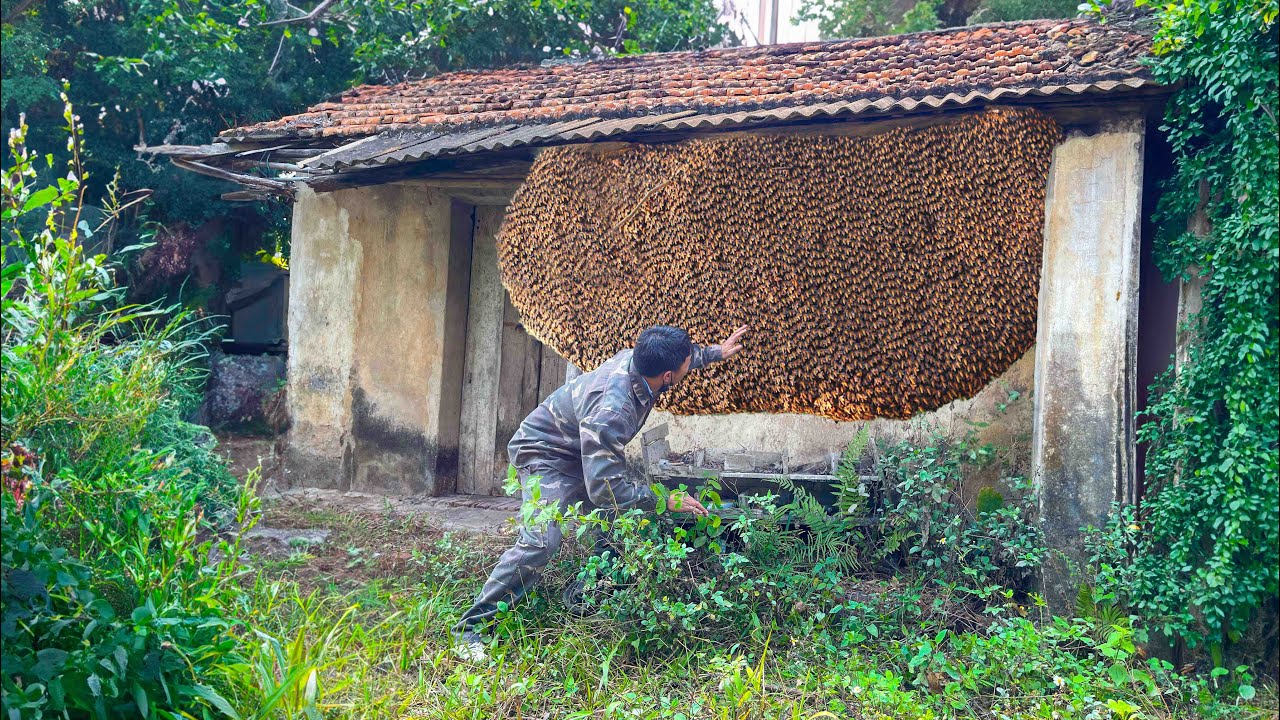 Clean up the abandoned house - Harvest the giant beehive and take it to the market to sell.