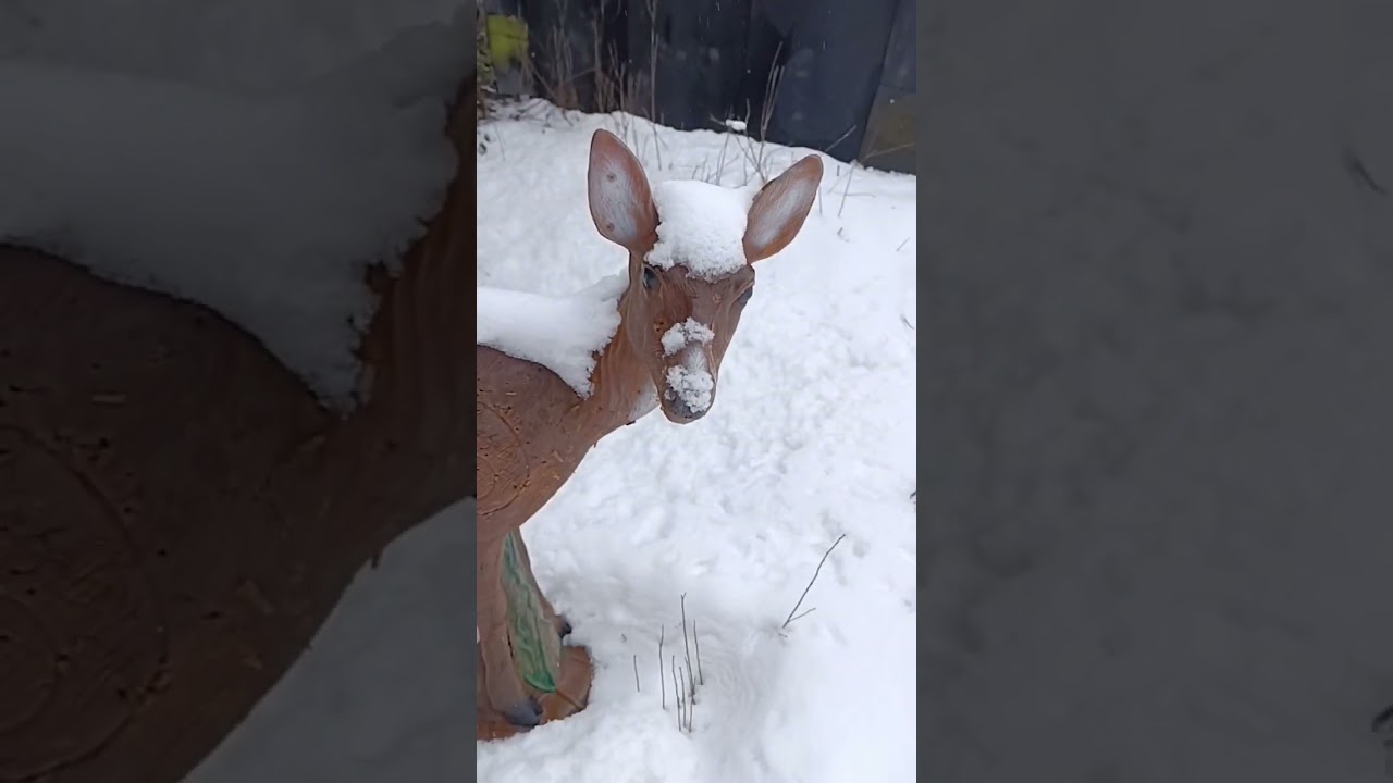 Auf den Spuren von Has und Reh... 