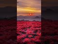 Flowers Lauren Spencer | Beautiful Flowers | Relaxing Music with deep sleep #flower #shorts