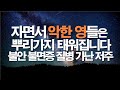 자면서 성령의 불이 질병 가난 저주를 뿌리채 태워버립니다 서효원목사치유기도 잠자며듣는기도 치유기도 깊은치유 기도 축사기도 매일기도 오늘의기도 불면증 강박증 자면서 성령의 불이 질병 가난 저주를 뿌리채 태워버립니다 서효원목사치유기도 잠자며듣는기도 치유기도 깊은치유 기도 축사기도 매일기도 오늘의기도 불면증 강박증