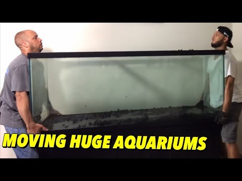 Videó: Egy üres üveg akvárium áthelyezése több mint 75 gallon méretben