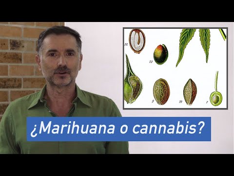 Video: ¿La diadema es índica o sativa?