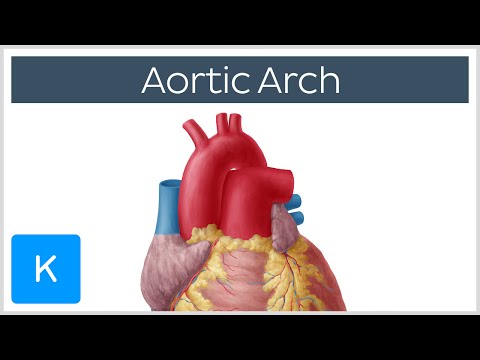 Video: Brachiocephalic Anatomy, Function & Diagram - Body Maps