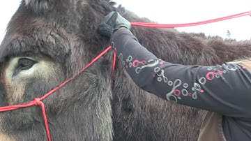 Donkey Halter Training How To Tie