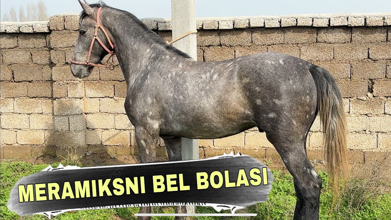 2 Yoshli Qorabayir Toy Sotiladi! Mashhur Uloqchi Meramiksning Bel Bolasi | Bo‘yi 1.58 m