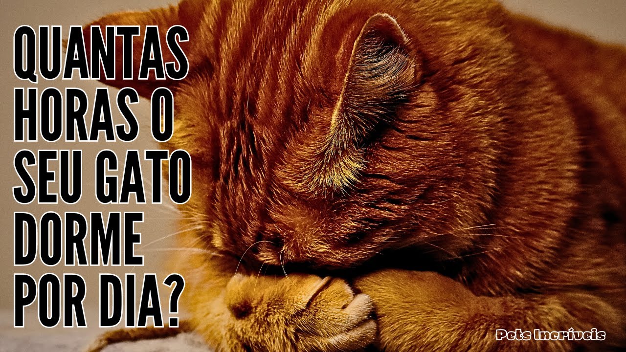 Descubra os segredos do sono felino Quantas horas um gato dorme por dia? YouTube Descubra os segredos do sono felino Quantas horas um gato dorme por dia? YouTube