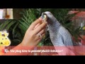 PARROT CARE DAILY ROUTINE AND TIPS | A day in the life of 3 parrots