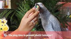 PARROT CARE DAILY ROUTINE AND TIPS - A day in the life of 3 parrots