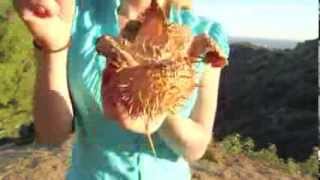 The Sorcery of Seedpods