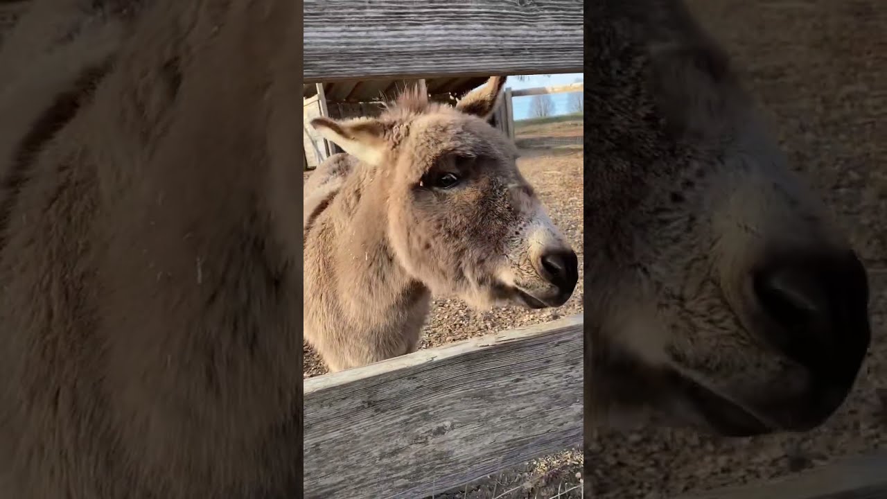 Donkey Waiting For His Breakfast