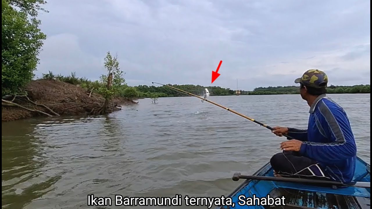 Setelah strike dua ekor ikan Barramundi,pulang langsung bakar ikan Bumblebee dan ikan Barramundi