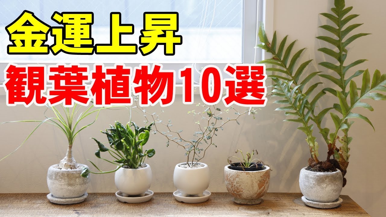 【風水】金運アップに効果がある観葉植物10選！風水インテリアで部屋の気の流れを変えて運気も上昇 YouTube