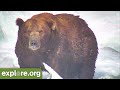 Katmai Bear Cam Live Chat powered by EXPLORE.org