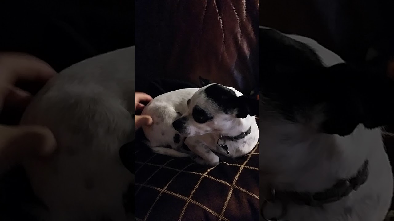 Scratching a dog butt - YouTube