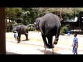 Elephant On A Stool