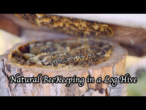 Harvest Haven Natural BeeKeeping in a Log Hive