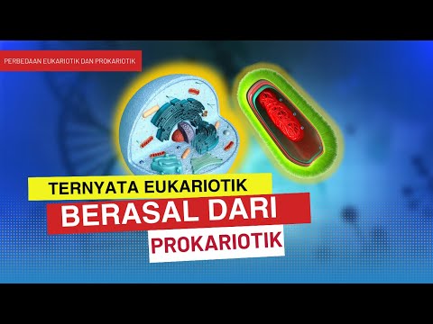 Video: Di mana sel eukariotik dan prokariotik ditemukan?