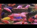 cichlids | Kalpesh Aquarium shop | fish lovers