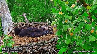 Little Miami Conservancy Bald Eagle 14.05.2024 09:51