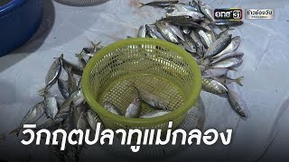 "ปลาทูแม่กลอง" หายไปไหน ? | เอาให้ชัด | ข่าวช่องวัน