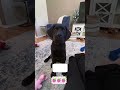 #funny #catfunny #pets