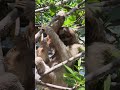 Yeh hai duniya ka sabse slow motion janwar #animalfacts#shorts #amazingfacts#slowanimal #viralshorts