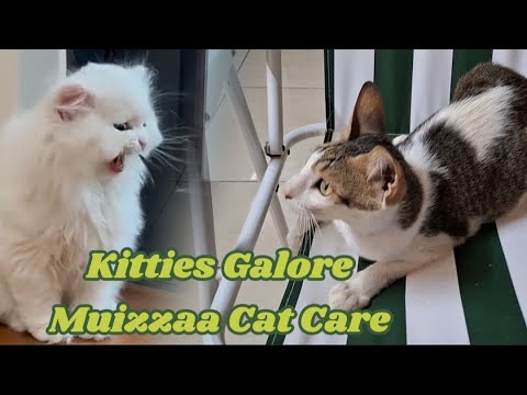 Kitties Galore: Highlights from our Workshop's Cats | Muizzaa Cat Care #PawsomeWorkshopCats #muizzaa