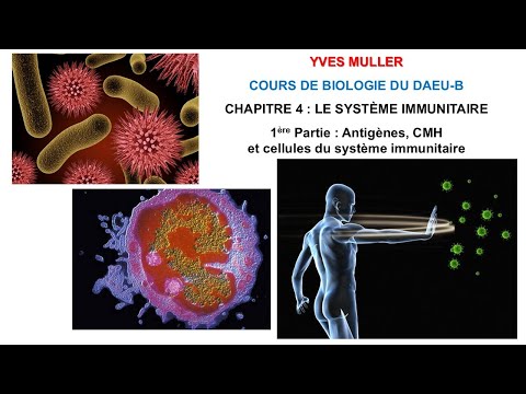 Chapitre 4 - 1ère Partie : Antigènes, CMH et cellules du système immunitaire - Cours de Biologie