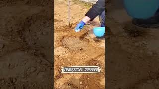 Grape Seedling Farming Techniques #satisfying #short