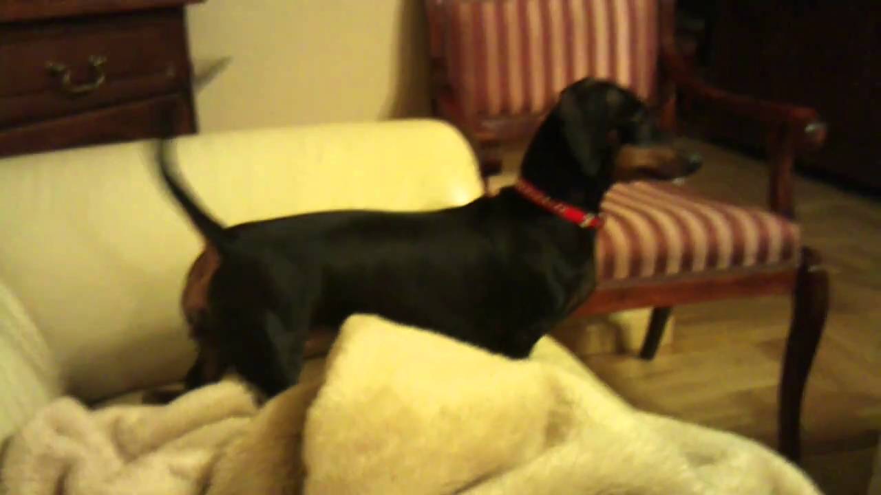 Dachshund howling at 'Jingle Bells' ringtone YouTube