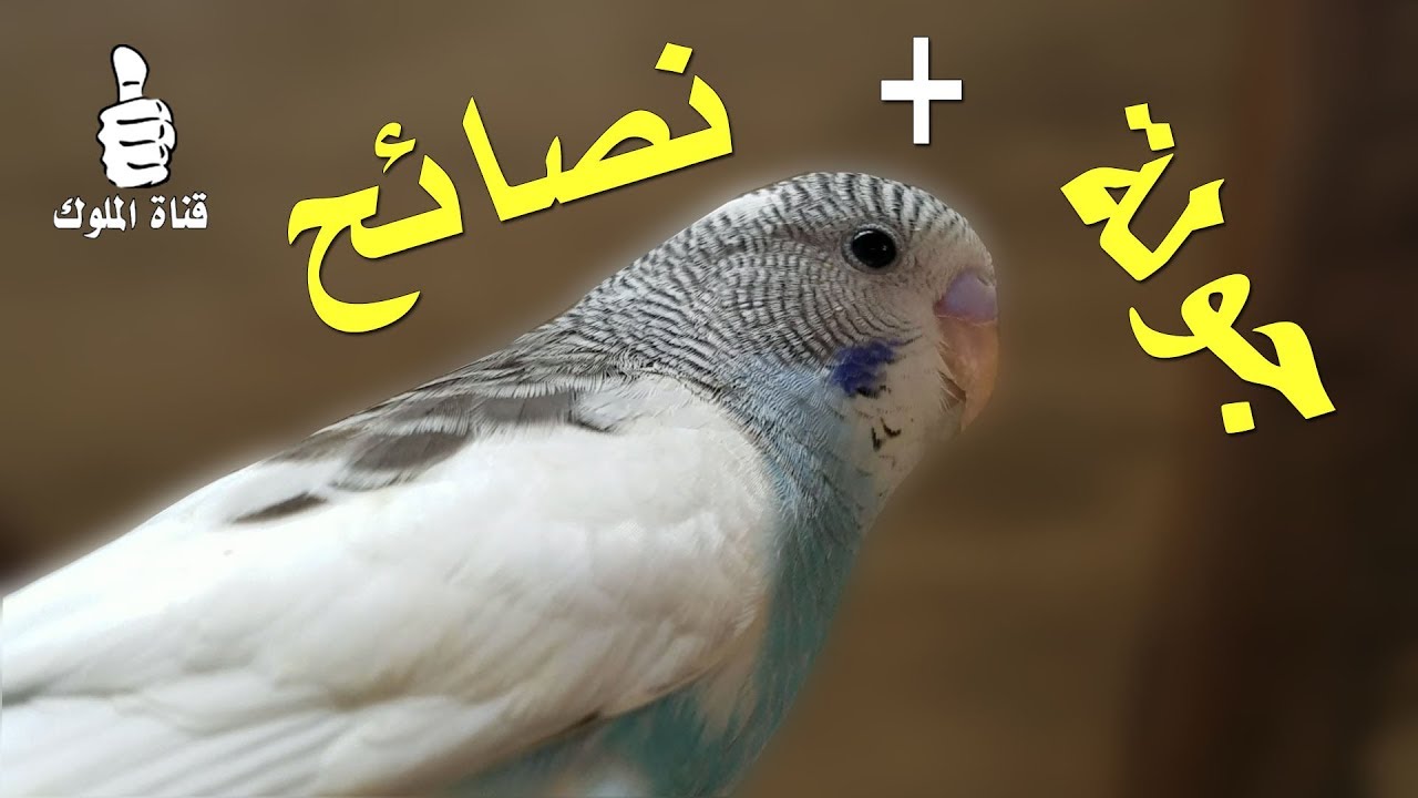 ماهذا ياطيور البادجي ؟ جولة في غرفة محمية الطيور + نصائح مفيدة