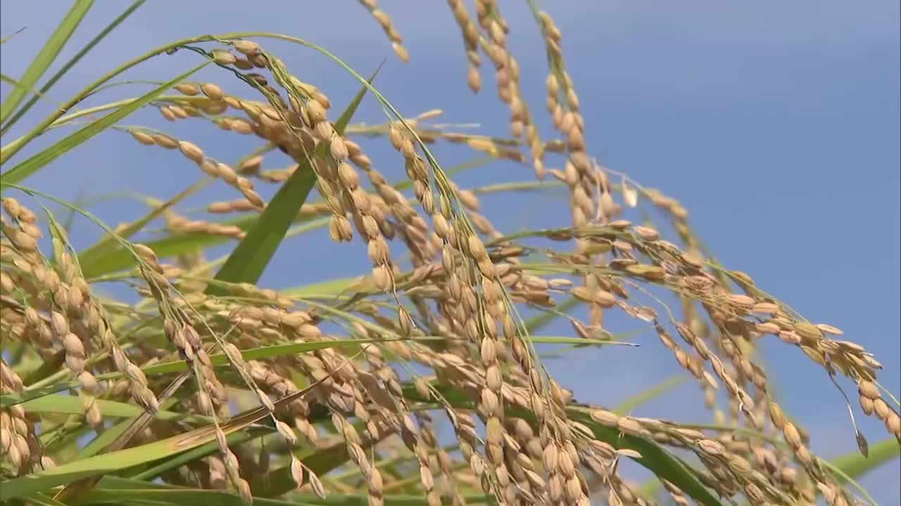 Tochigi Prefecture rice 
