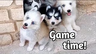 Cute husky puppies are waiting for permission to play!