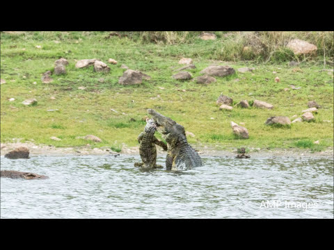 Rare: Crocodile Eating Crocodile - Kruger National