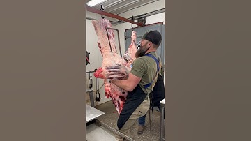 Beef Brisket: The king of barbecue 🔪🐂 #shorts #beef #brisket #butcher #butchering