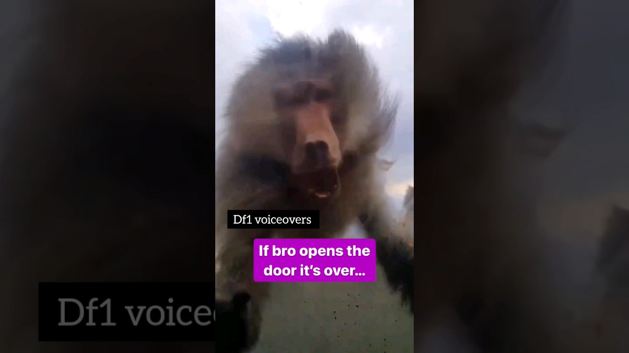 ⁣🐒 open the door!😂 #voiceover #comedy #funny #monkey #animals #wildlife #vs #prank #ytshort #ytshorts