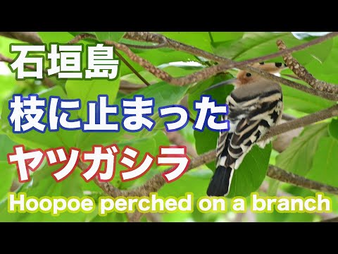 【野鳥撮影】石垣島の枝に止まったヤツガシラ Hoopoe perched on a branch