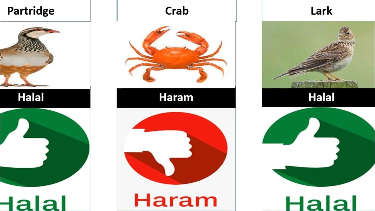 halal-and-haram-animals-meat-in-islam-things-comparison-youtube