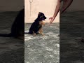 German shepherd  puppy learn sit and hello command🐕‍🦺#dog #germanshepherd #pets