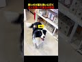 賢い犬が薬を買いに行く、主人を救った驚きの知恵！#shorts #動物 #ペット