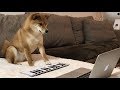 今夜はピアノのレッスン 柴犬ゆき Shiba inu, Yuki