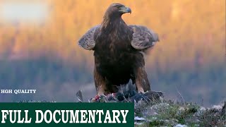 Eagles: The Kings of the sky\/Mountain | Free Documentary