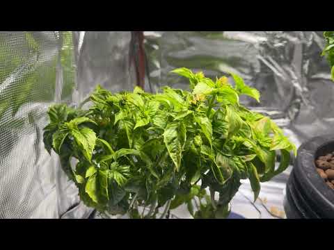 End of Basil Hydro - They bolted due to neglect!