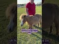 WHSPER UPDATE !!!!!! #marewatch #foalingseason2025 #miniaturehorses #foalsof2025 #miniaturehorse 