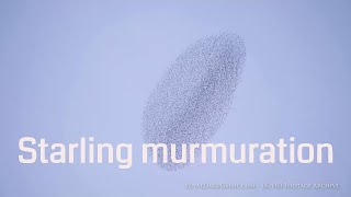 Best Starling Murmuration 4K