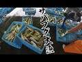 【競り初公開】変おじが全力で大漁のサバフグを競り落としにいきます！